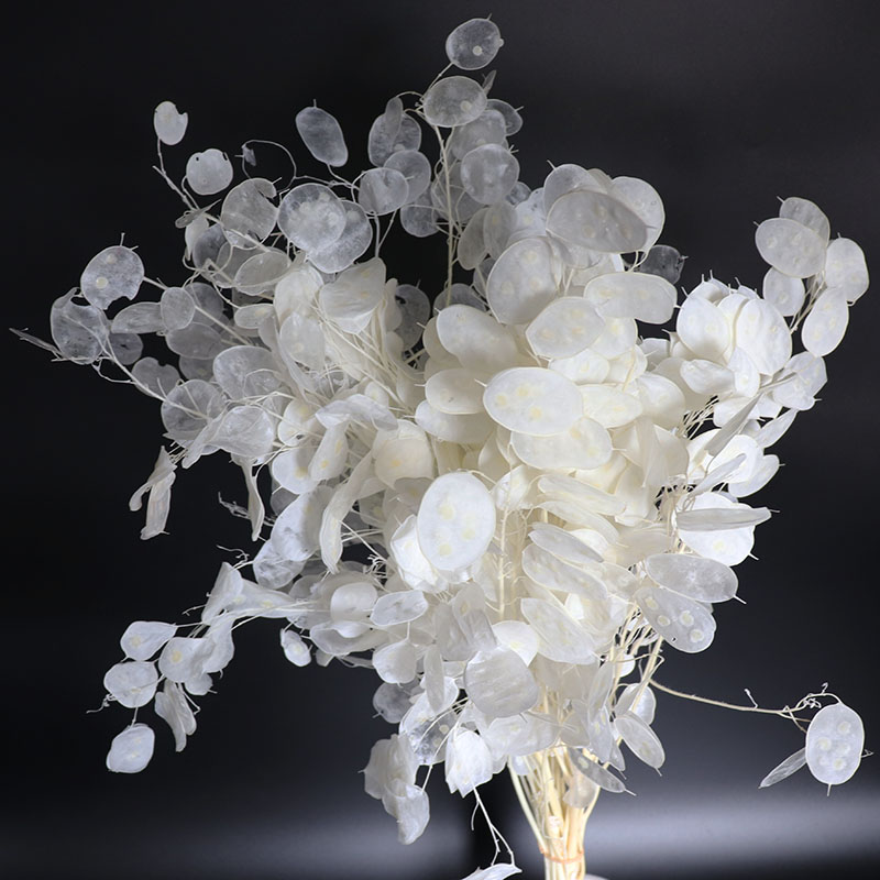 Eucalyptus Preserved - Fiori Lunaria conservati per composizioni nuziali,